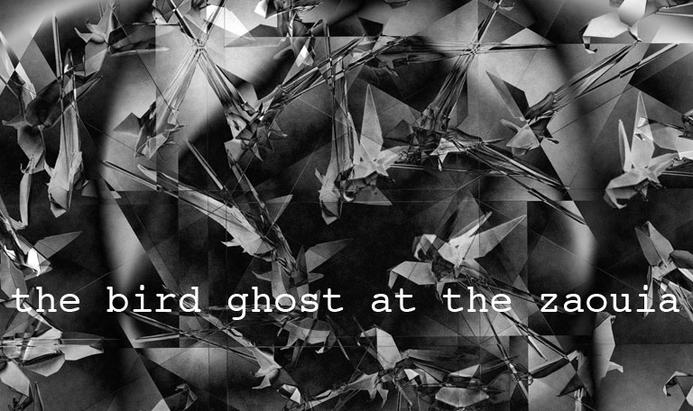 the bird ghost at the zaouia